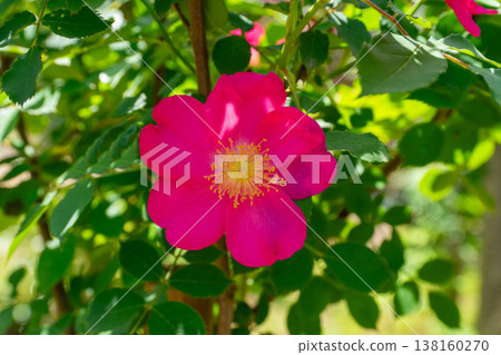 A rose garden 138160270