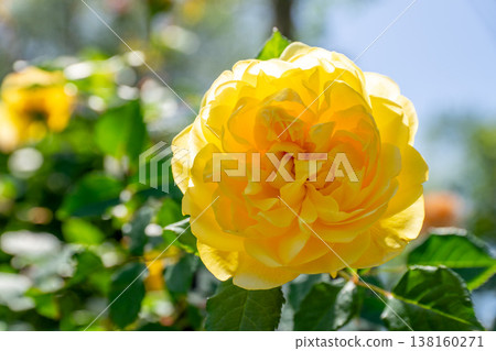 A rose garden 138160271