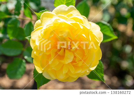 A rose garden A rose garden 138160272