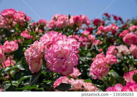 A rose garden 138160283