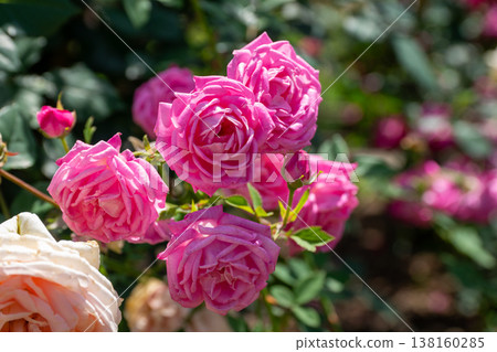 A rose garden A rose garden 138160285