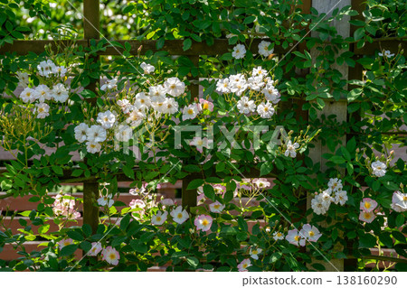 A rose garden 138160290