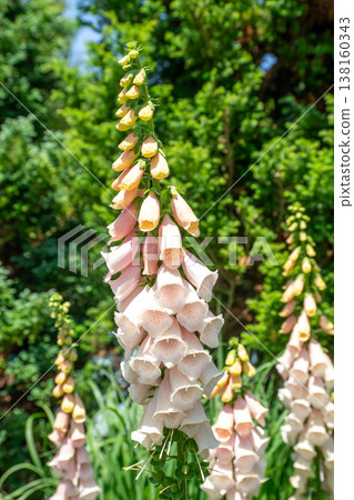 Digitalis Digitalis 138160343
