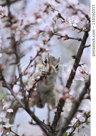 A greedy chipmunk bites into a cherry blossom – a spring scene. A greedy chipmunk bites into a cherry blossom – a spring scene. 138160355