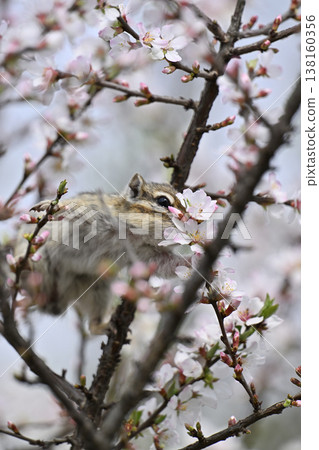 A greedy chipmunk bites into a cherry blossom – a spring scene. A greedy chipmunk bites into a cherry blossom – a spring scene. 138160356