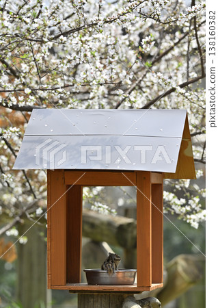 Cherry blossoms in full bloom, chipmunks eating their prey - Spring scenery Cherry blossoms in full bloom, chipmunks eating their prey - Spring scenery 138160382