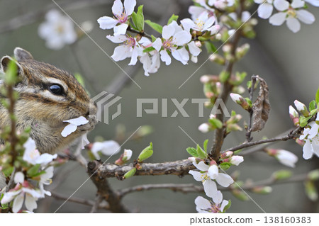 A close-up of a cute chipmunk eating a fully bloomed cherry plum blossom - Spring scenery 138160383