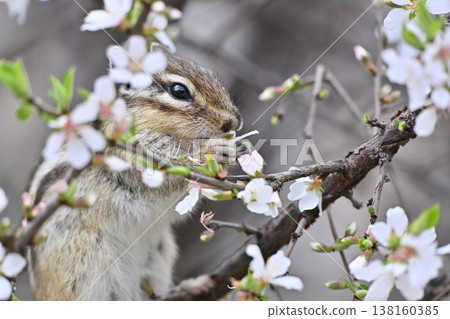 A close-up of a cute chipmunk eating a fully bloomed cherry plum blossom - Spring scenery A close-up of a cute chipmunk eating a fully bloomed cherry plum blossom - Spring scenery 138160385