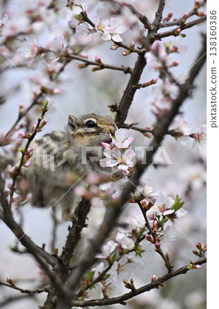 A greedy chipmunk bites into a cherry blossom – a spring scene. A greedy chipmunk bites into a cherry blossom – a spring scene. 138160386