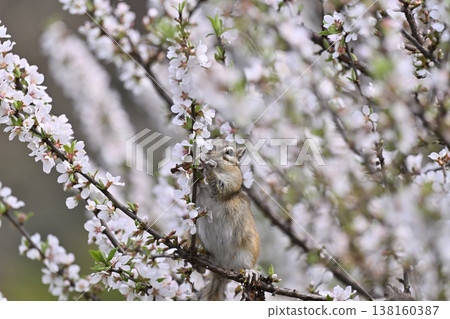 A chipmunk eating the blossoms of a fully bloomed Japanese cherry tree (Spring subject) 138160387
