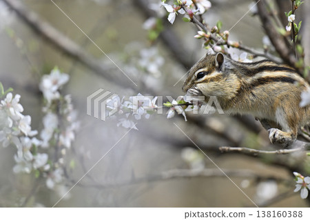 A cute chipmunk eating the blossoms of a fully bloomed Japanese apricot tree - Spring theme A cute chipmunk eating the blossoms of a fully bloomed Japanese apricot tree - Spring theme 138160388
