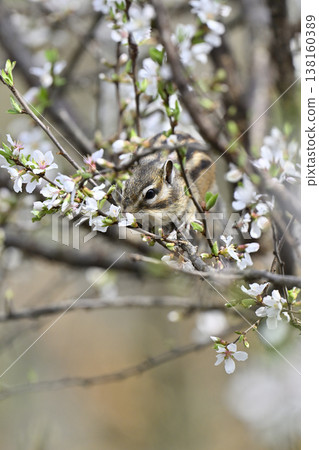 Cherry blossoms in full bloom; a cute chipmunk eating the cherry blossoms; spring scenery. 138160389