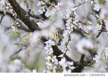 Cherry blossoms in full bloom; chipmunks eating cherry blossoms; spring scenery. 138160391