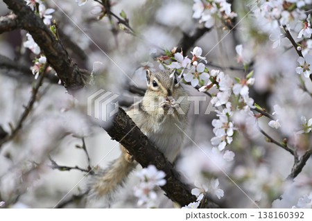 Cherry blossoms in full bloom; chipmunks eating cherry blossoms; spring scenery. Cherry blossoms in full bloom; chipmunks eating cherry blossoms; spring scenery. 138160392