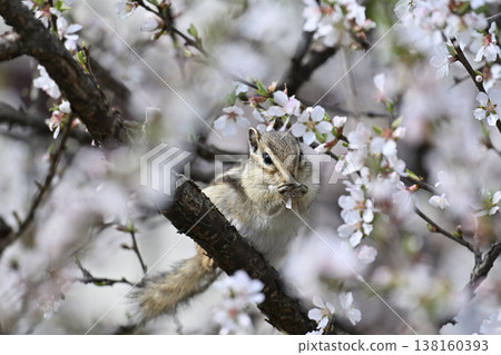 A cute chipmunk eating the blossoms of a fully bloomed Japanese apricot tree - Spring theme A cute chipmunk eating the blossoms of a fully bloomed Japanese apricot tree - Spring theme 138160393