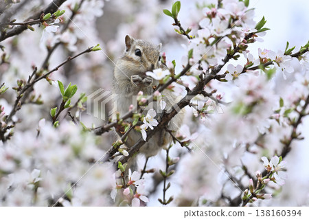 A chipmunk eating the blossoms of a fully bloomed Japanese cherry tree (Spring subject) 138160394