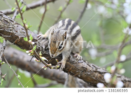 A close-up of a chipmunk eating a fully bloomed cherry plum blossom - Spring scenery 138160395