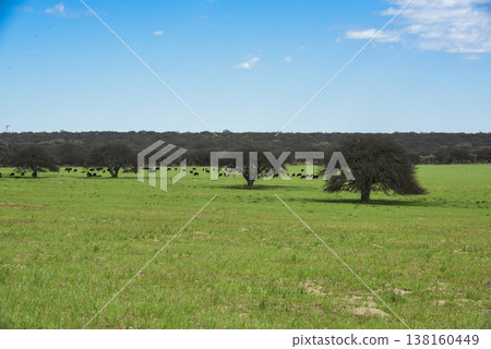 Lonely tree in Pampas Landscape, La Pampa province, Patagonia, Argentina 138160449