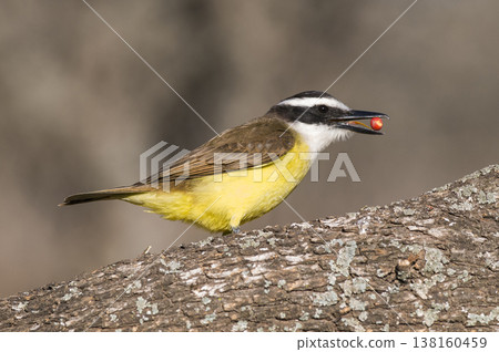 Great Kiskadee, Pitangus sulphuratus, Calden forest, La Pampa, Argentina Great Kiskadee, Pitangus sulphuratus, Calden forest, La Pampa, Argentina 138160459