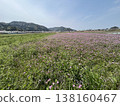鋪開花田和藍天 138160467