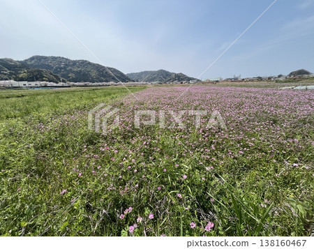 鋪開花田和藍天 鋪開花田和藍天 138160467