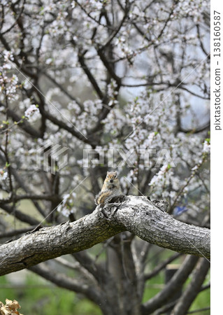 Cherry blossoms in full bloom, cute chipmunks, spring scenery Cherry blossoms in full bloom, cute chipmunks, spring scenery 138160587
