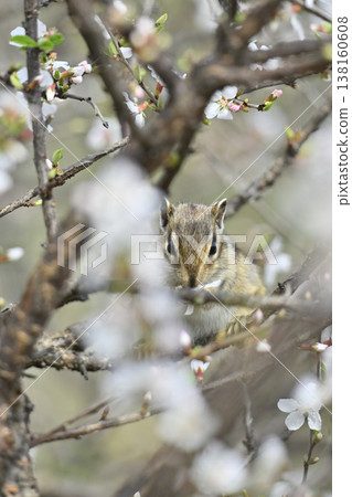 Cherry blossoms in full bloom, cute chipmunks, spring scenery Cherry blossoms in full bloom, cute chipmunks, spring scenery 138160608