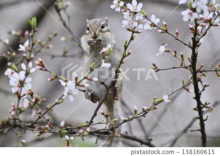 Cherry blossoms in full bloom, cute chipmunks, spring scenery Cherry blossoms in full bloom, cute chipmunks, spring scenery 138160615