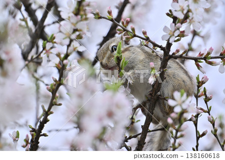 櫻花盛開，可愛的花栗鼠，春意盎然 138160618