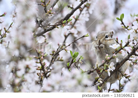 Cherry blossoms in full bloom, cute chipmunks, spring scenery 138160621