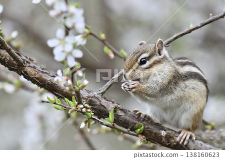 櫻花盛開，可愛的花栗鼠，春意盎然 138160623