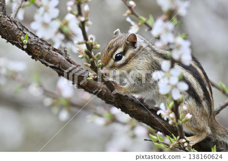 Cherry blossoms in full bloom, cute chipmunks, spring scenery 138160624