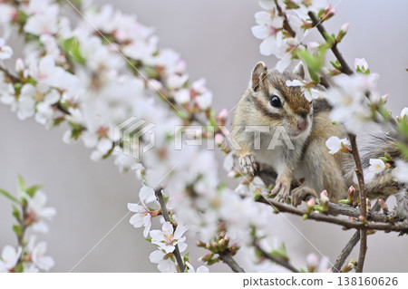 Cherry blossoms in full bloom, cute chipmunks, spring scenery Cherry blossoms in full bloom, cute chipmunks, spring scenery 138160626