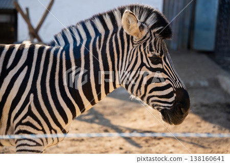 Close up portrait of zebra in zoo enclosure with visible barrier and dry ground emphasizing captivity conditions and restricted natural behavior Close up portrait of zebra in zoo enclosure with visible barrier and dry ground emphasizing captivity conditions and restricted natural behavior 138160641