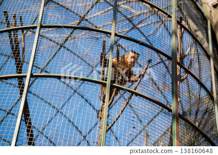 Monkey sitting behind metal cage in zoo enclosure holding branch and looking through grid highlighting captivity and ethical concerns of animals in confinement Monkey sitting behind metal cage in zoo enclosure holding branch and looking through grid highlighting captivity and ethical concerns of animals in confinement 138160648