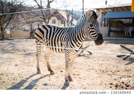 Zebra standing in zoo enclosure behind thin barrier with dry ground and buildings in background highlighting captivity and restricted wildlife conditions 138160649