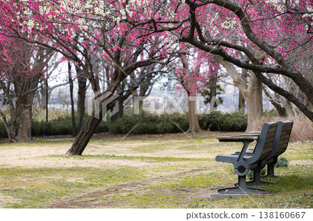 A resting spot in a plum grove where red and white plum blossoms are in full bloom. 138160667