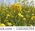閃耀在春天藍天的油菜花 138160704