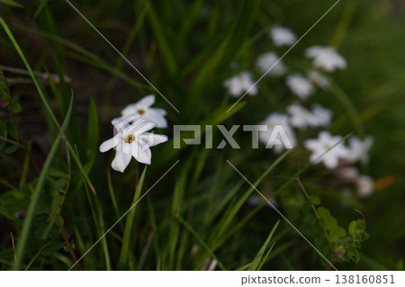 Flowering flowers on the roadside Flowering flowers on the roadside 138160851