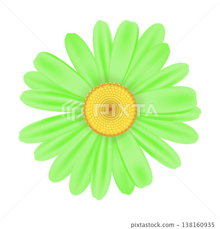 Realistic chamomile daisy flower icon 138160935
