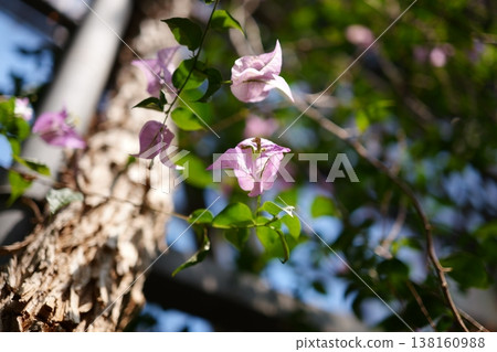 Bougainvillea in full bloom 138160988