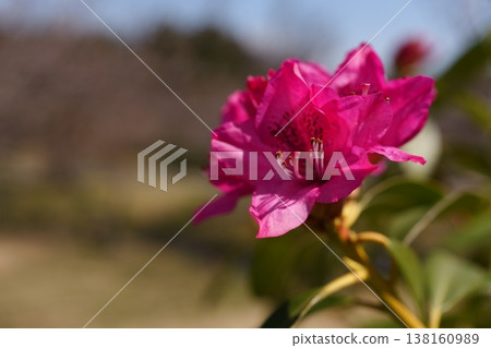 Rhododendron rhododendron 138160989