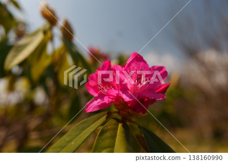 Rhododendron rhododendron Rhododendron rhododendron 138160990