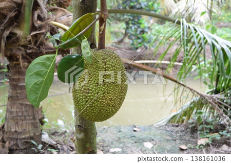 Tropical fruit: Jackfruit Tropical fruit: Jackfruit 138161036