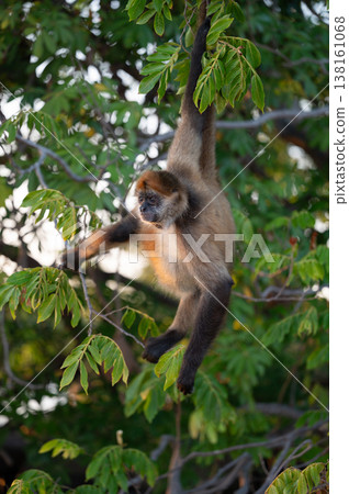 One monkey hang on tree branch One monkey hang on tree branch 138161068