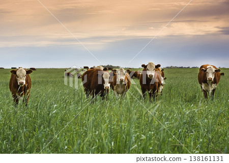 Countryside landscape with cows grazing, La Pampa, Argentina Countryside landscape with cows grazing, La Pampa, Argentina 138161131