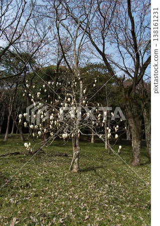 White magnolia blossoms, elegant pure white flowers blooming in spring. White magnolia blossoms, elegant pure white flowers blooming in spring. 138161231