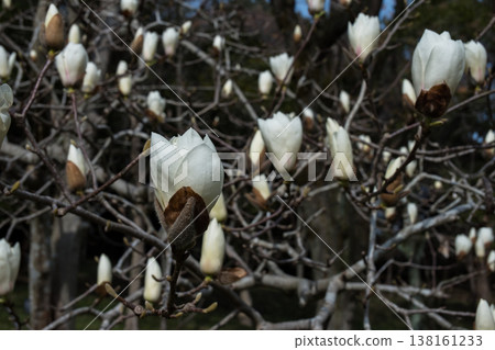 White magnolia blossoms, elegant pure white flowers blooming in spring. 138161233