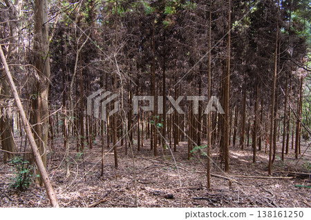 A cedar grove, a quiet natural forest landscape. A cedar grove, a quiet natural forest landscape. 138161250
