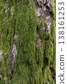Tree trunks covered in green moss; a beautiful landscape with a natural texture. 138161253